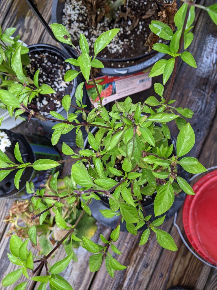 Thai basil plant in a pot on a porch
