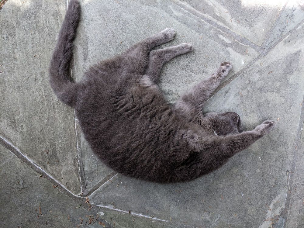 Cat in the sun belly up