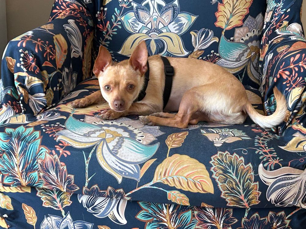 Little red chihuahua on blue floral chair