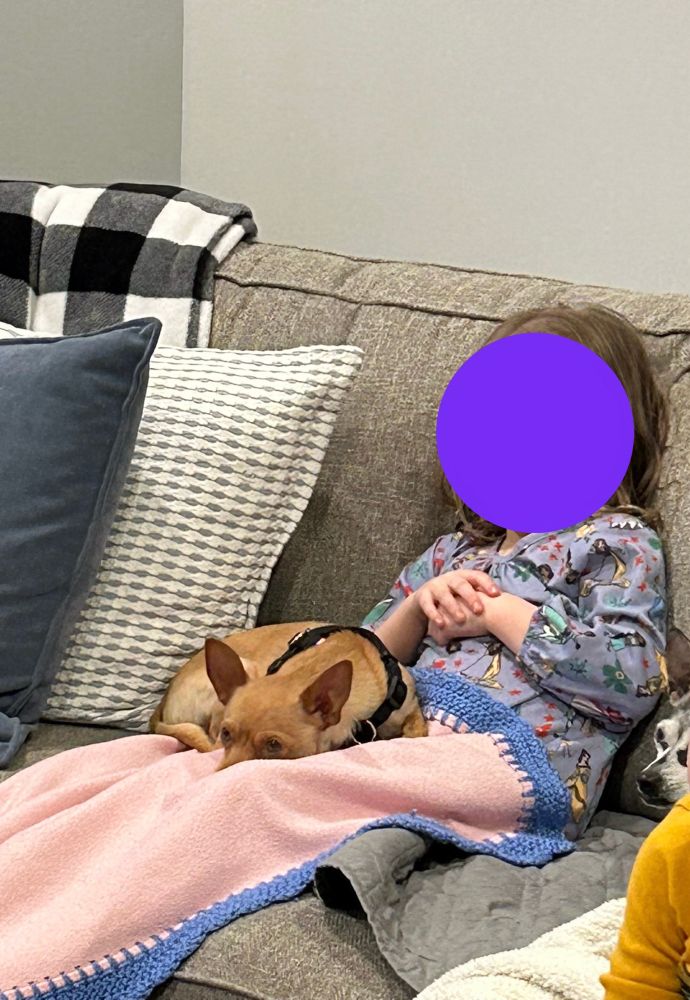 Red chihuahua laying in little girl’s lap 
