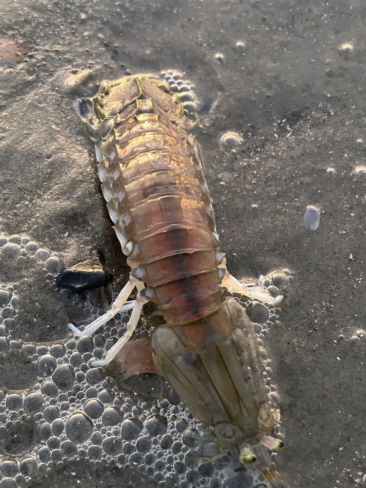 Mantis shrimp is a shrimp/lobsterlike creature