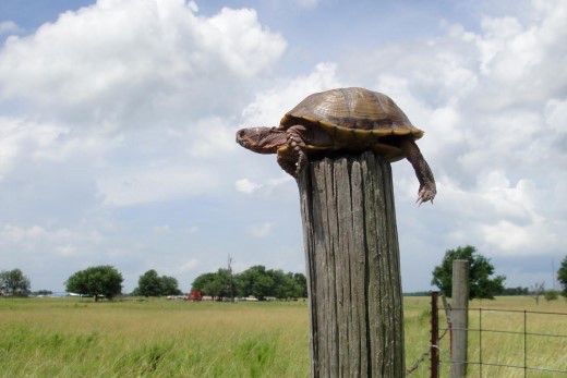Turtle on a fence post - post turtle 