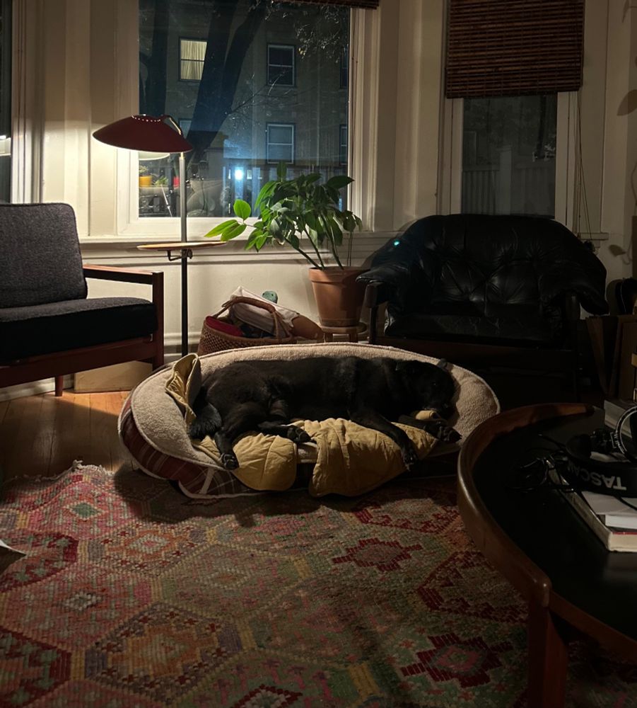 A 9-year-old black dog lies, legs out, on an Orvis orthopedic bolster bed, in dim evening light