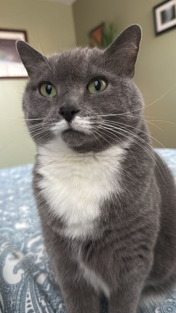 Cat looking majestic