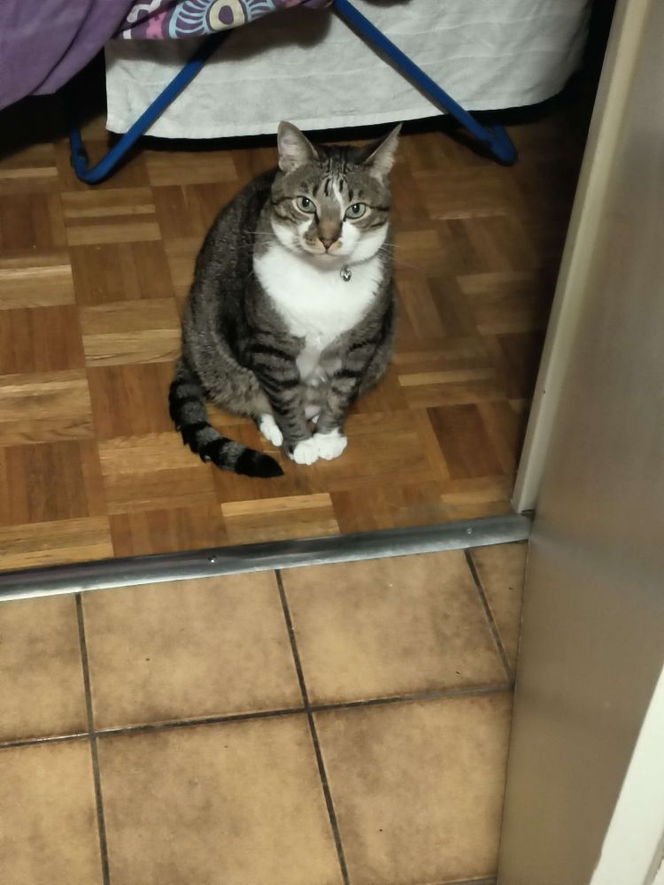 my wife's little brother. Lylo, a short hair cat