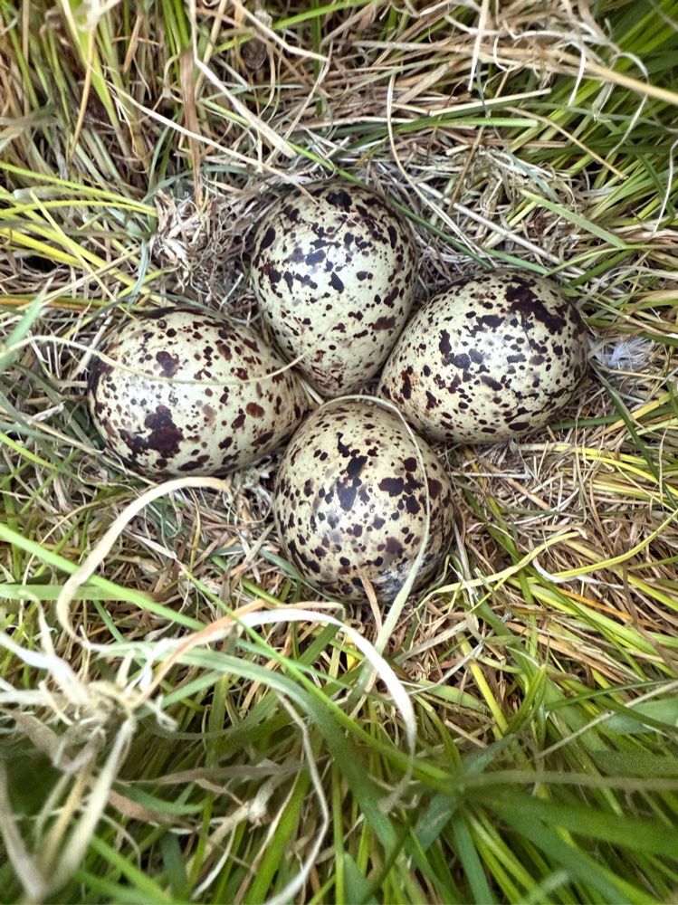 Redshank nest with 4 eggs.