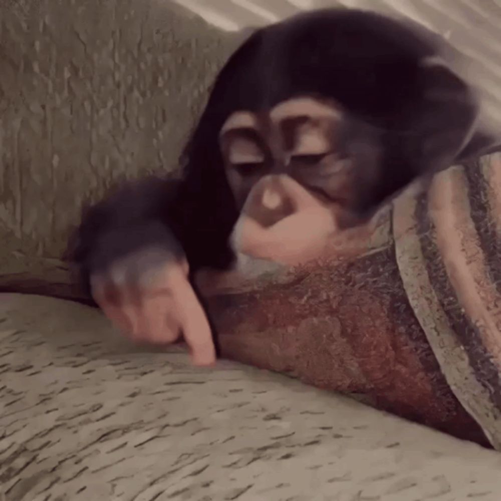 a chimpanzee is laying on a couch and pointing at a piece of paper