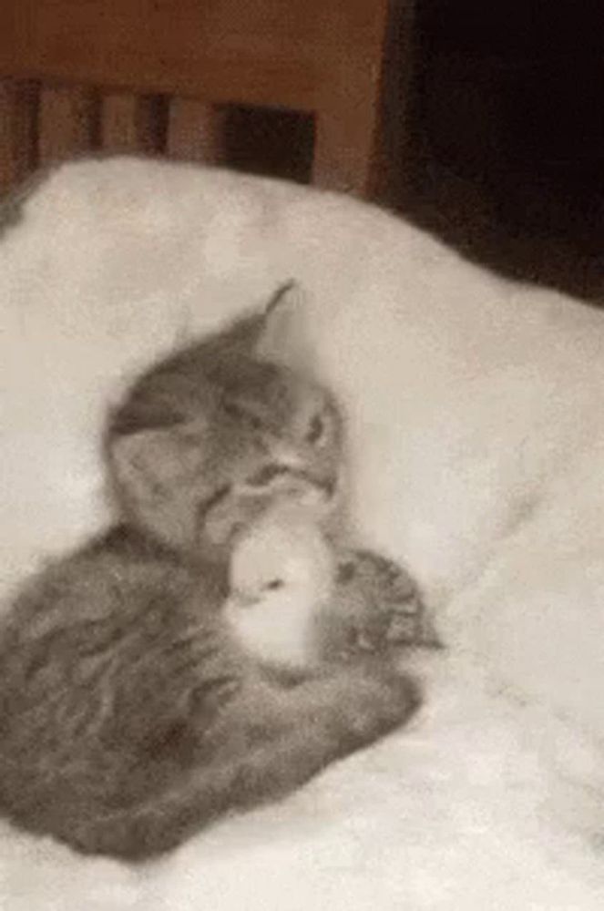 a kitten is laying on a bed holding a stuffed animal .