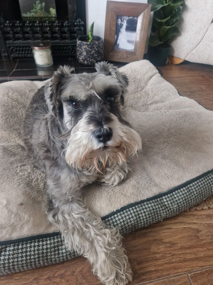 Handsomest mini schnauzer lying on his bed, looking up at me as if to say 'What do you want, twat.'