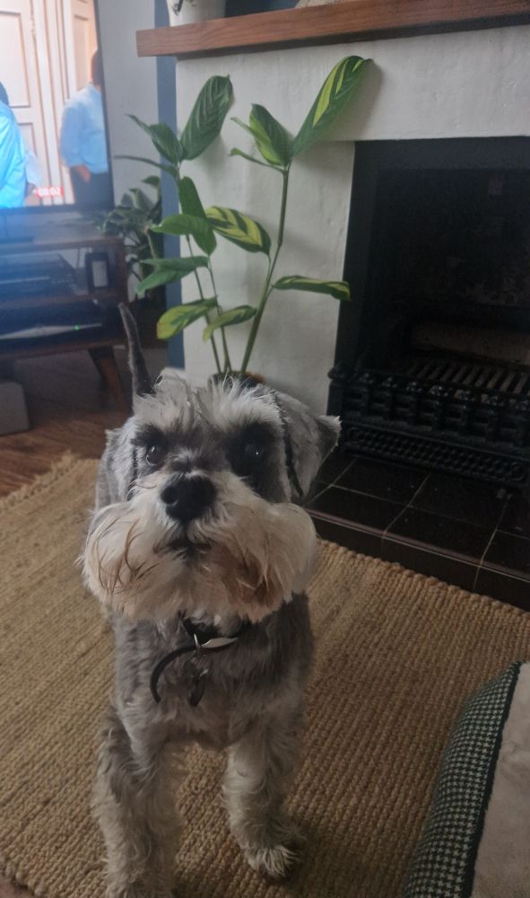 Cutest of cute mini schnauzer standing in front of a fireplace with a big plant on it. Dunno what kind of plant, my living room is a jungle at this point thanks to living between both a B&Q AND a Dobbies.