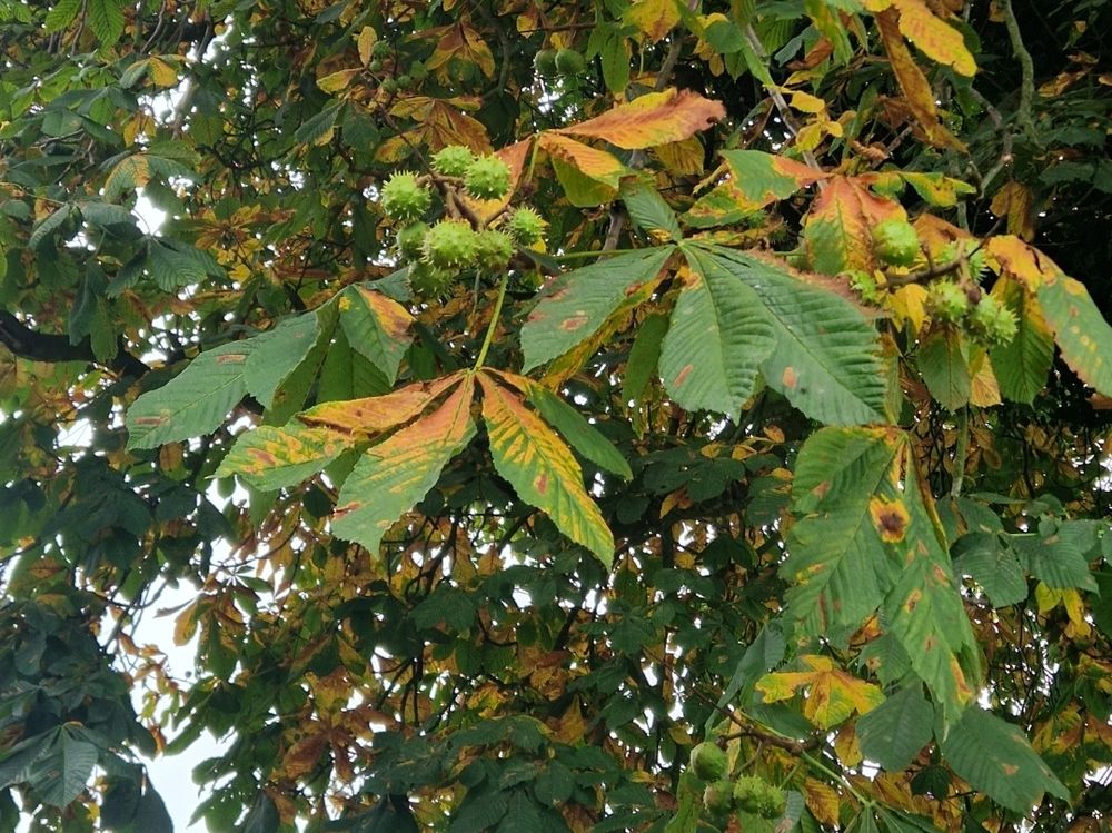 Some horse chestnut leaves that are going orange with almost fully formed chestnuts on them.