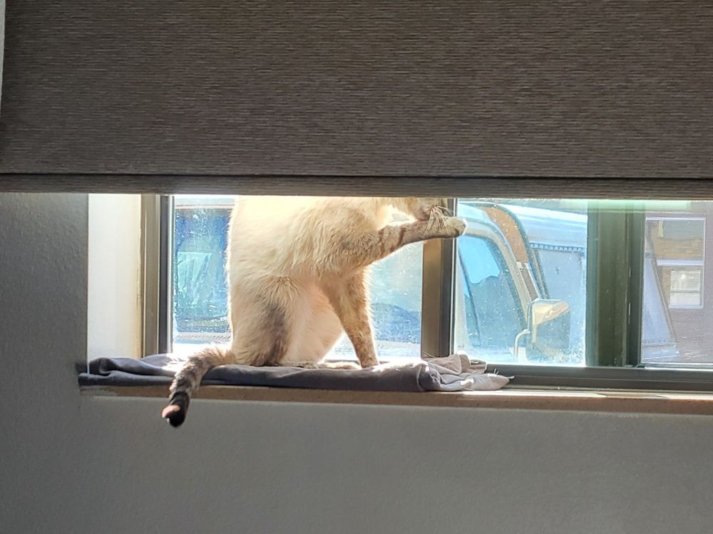 A Siamese cat with grey tabby points sits on a sunny window ledge, grooming itself.
