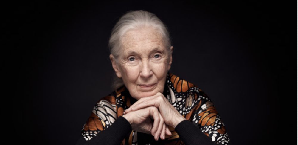 Portrait photo de Jane Goodall