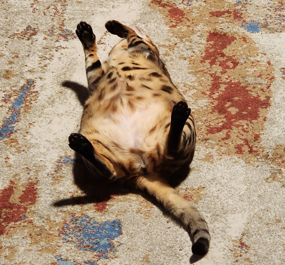 My bengal cat, Fern, laying fully splayed on her back with her belly to the air. Go ahead, rub her belly. She definitely won't claw your hand off.