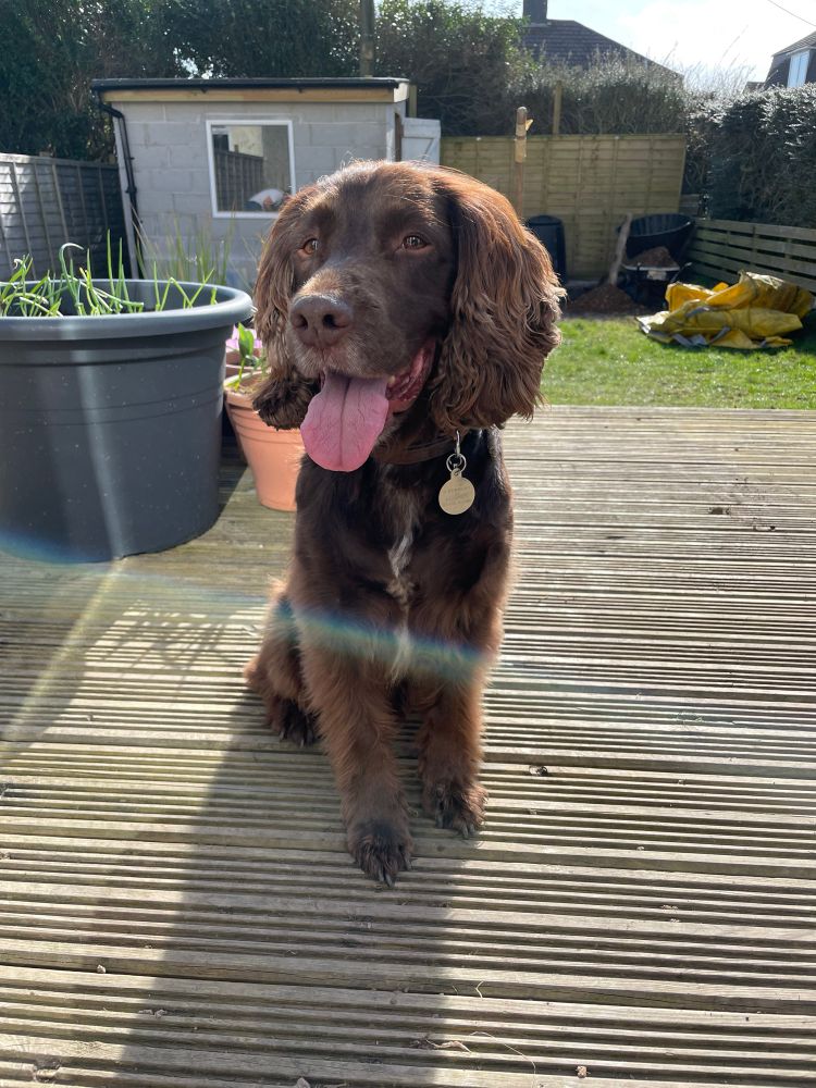 Picture of a brown spaniel on decking, with his tongue hanging out, and a slight shine from the sun