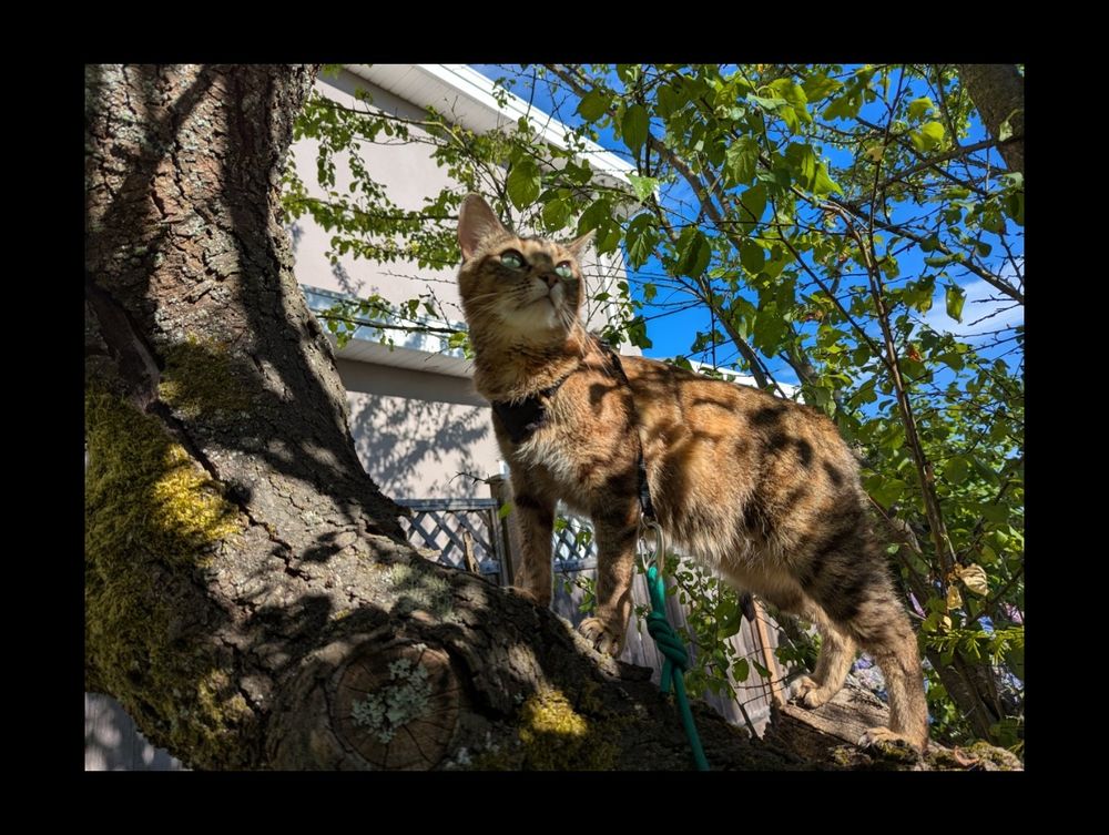 My kitty in a tree 