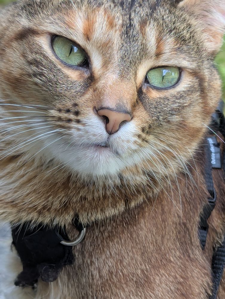 Closeup of an adorable tiger kitty 