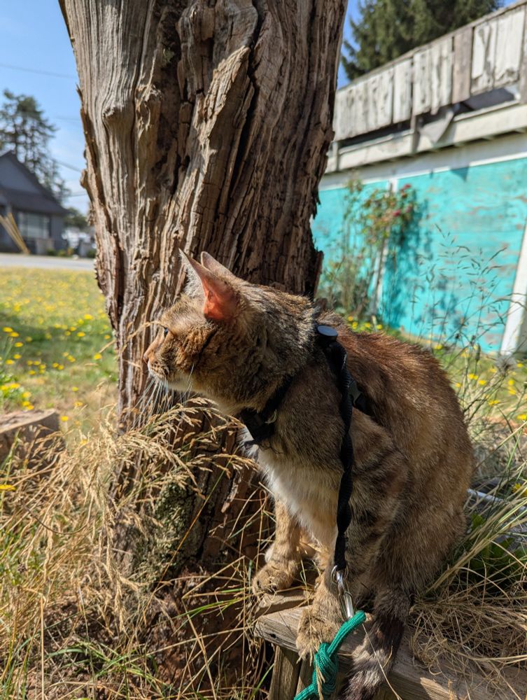My kitty Galadriel scoping the Canada Post deliveryman 