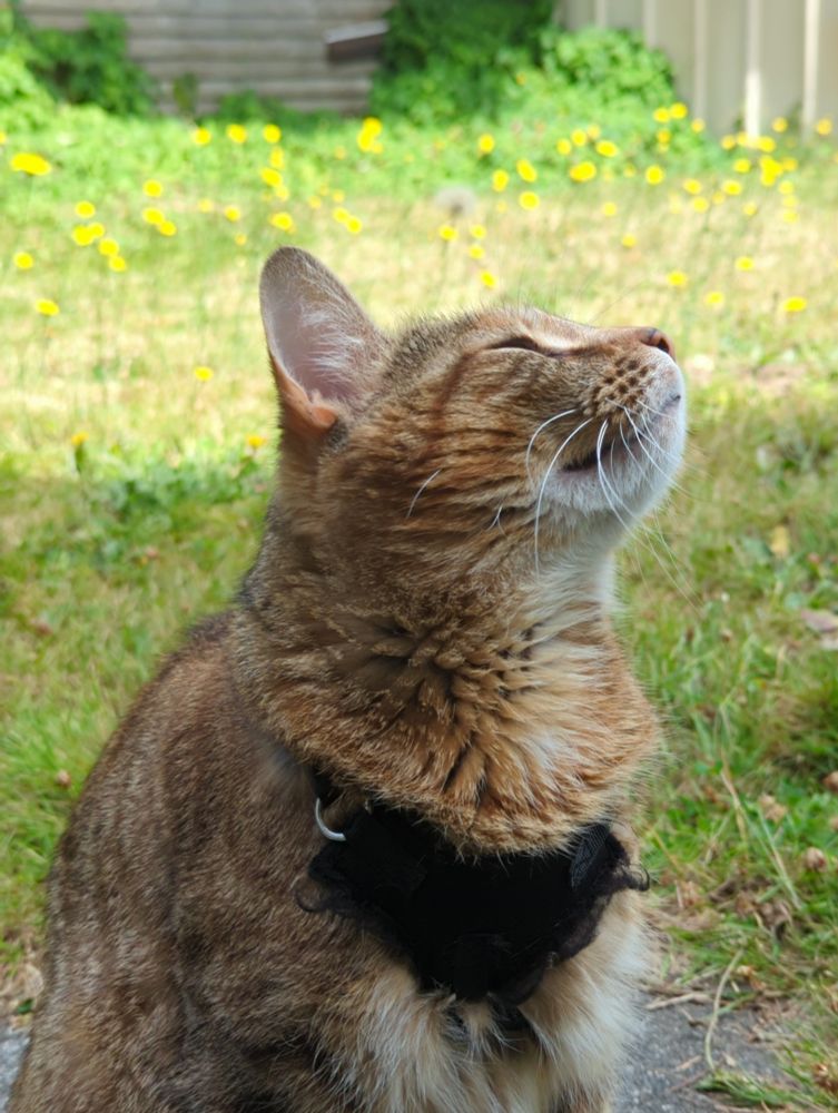 My tiger kitty Galadriel sniffing the breeze 
