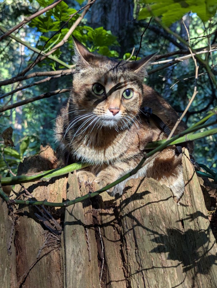 My kitty Galadriel on a Douglas fir stump 