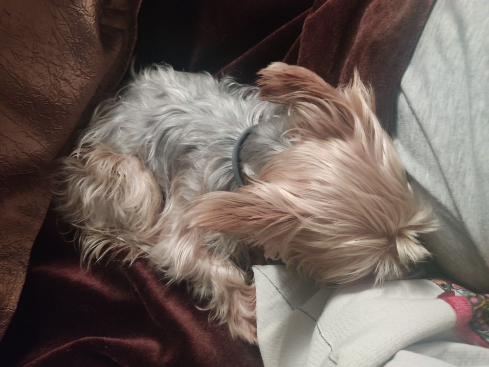 A dog sleeping in a couch.