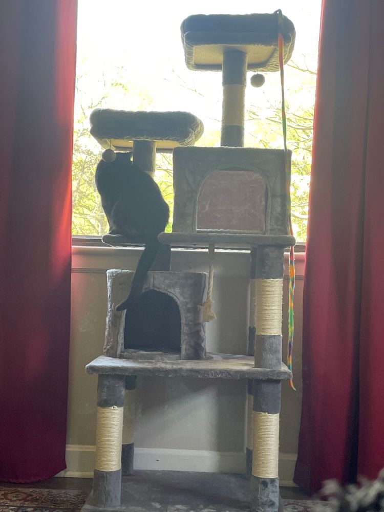 A black cat sits on a cat tower and looks out a window 