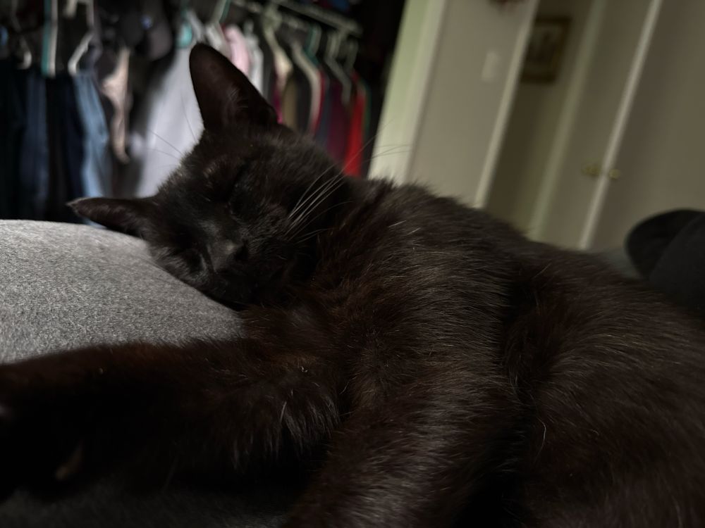 A black cat sleeps on a bed 