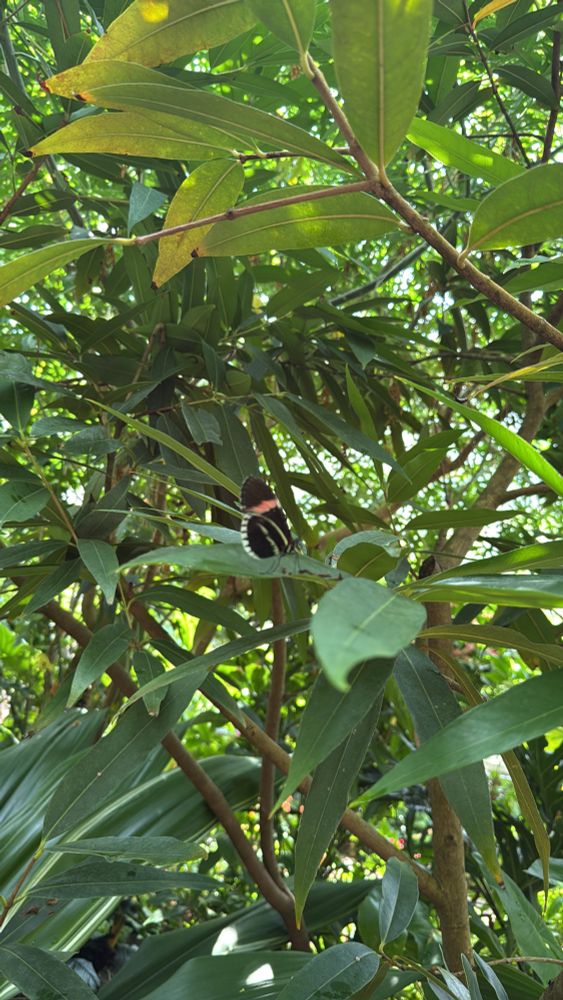 A black butterfly with white and pink markings sits on a leaf