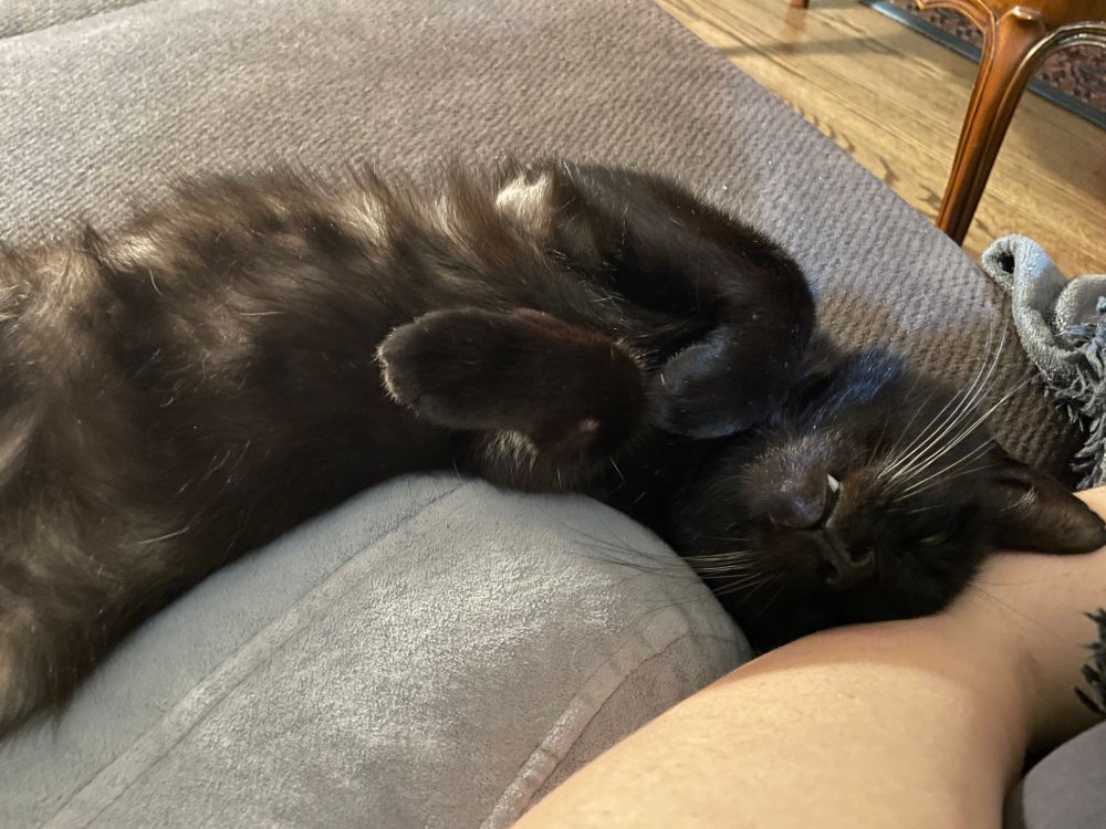 A black cat naps on its back on a sofa
