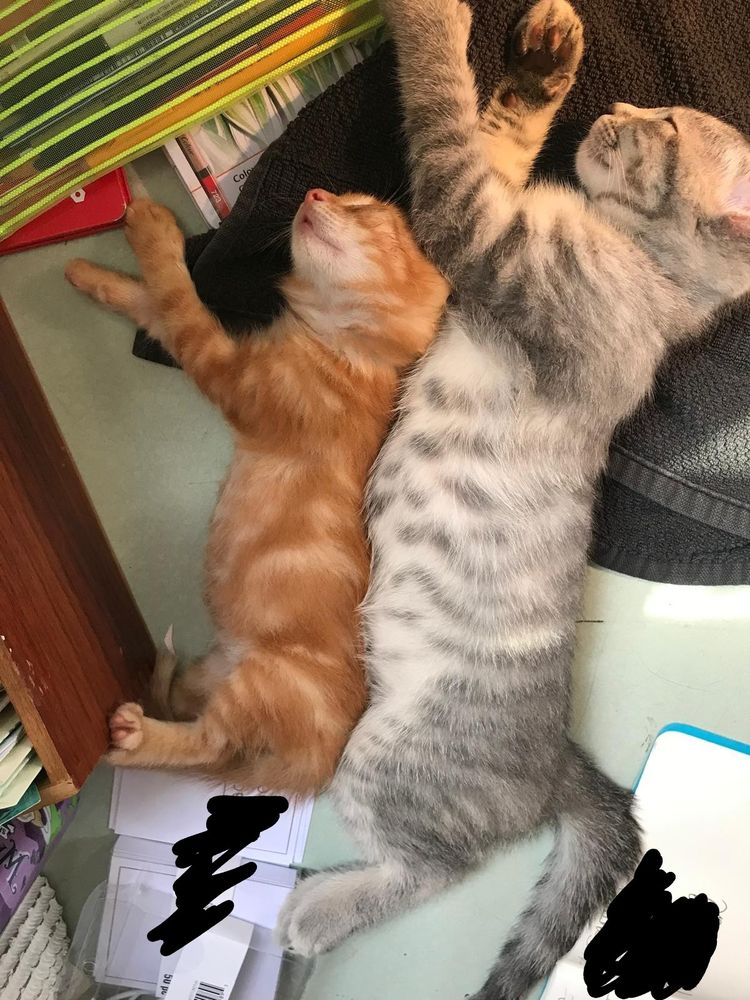 Two sleeping spooning kittens. The bug spoon is a bigger stripey grey and the little spoon is a tiny orange. 