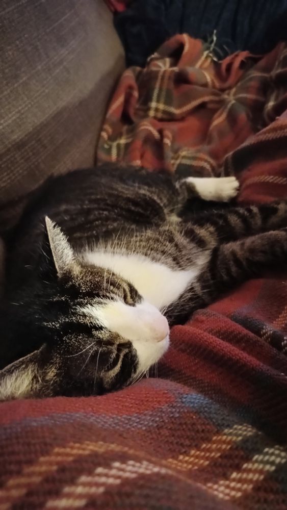A cat lounging on a wool blanket, he has a white nose and chest and socks