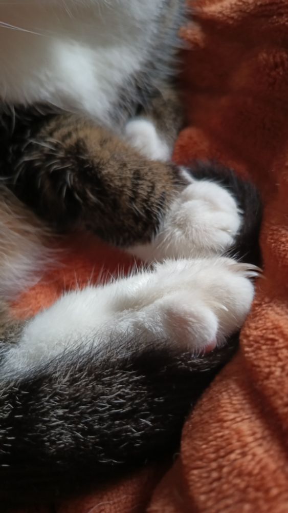 A closeup photo of a cat's white marshmallow paws. He's relaxed but claws are extended because he was just chewing on them. He's sitting on an orange blanket.