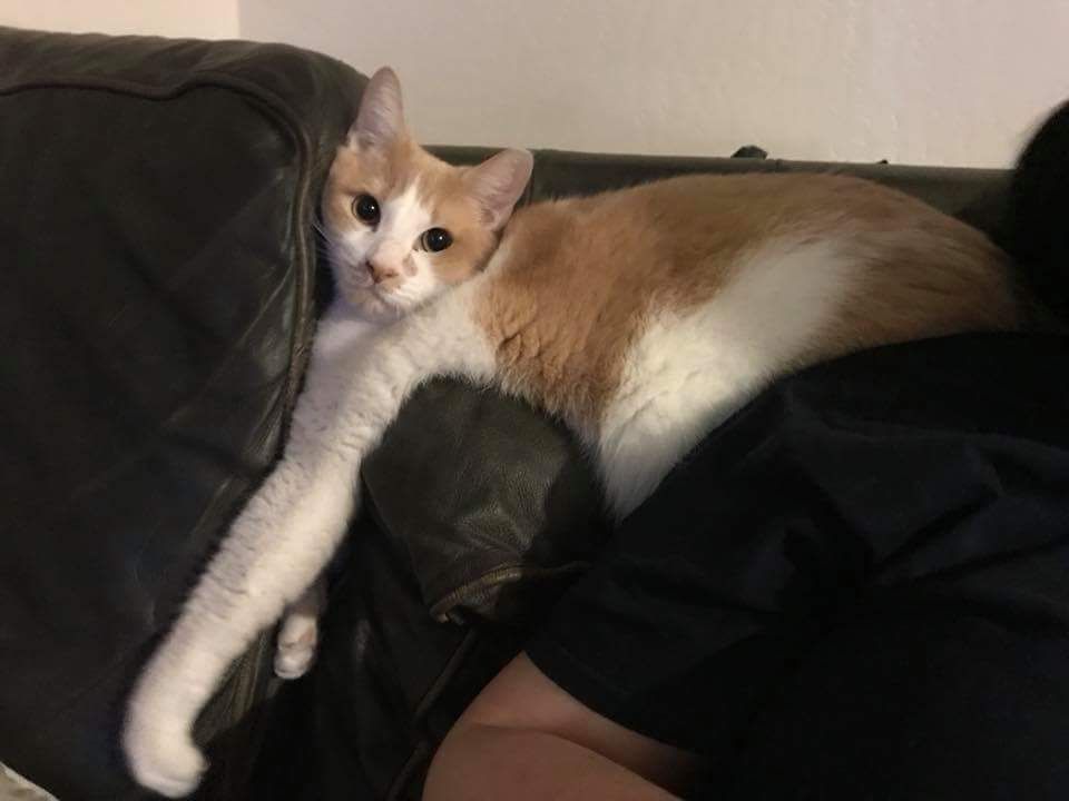 A white and orange cat, on the back of a couch. He is hanging over the couch pillow, with his arm reaching down quite far and his paw curled. He is looking directly at the camera.