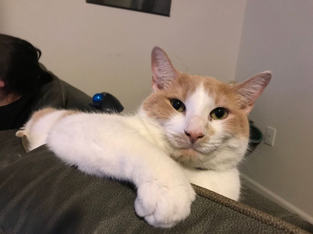A white and orange cat, sitting on the back of a couch. He is looking at the camera, one eye is slightly more closed than the other, as if mid-wink.