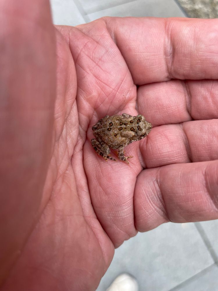 a very tiny frog 