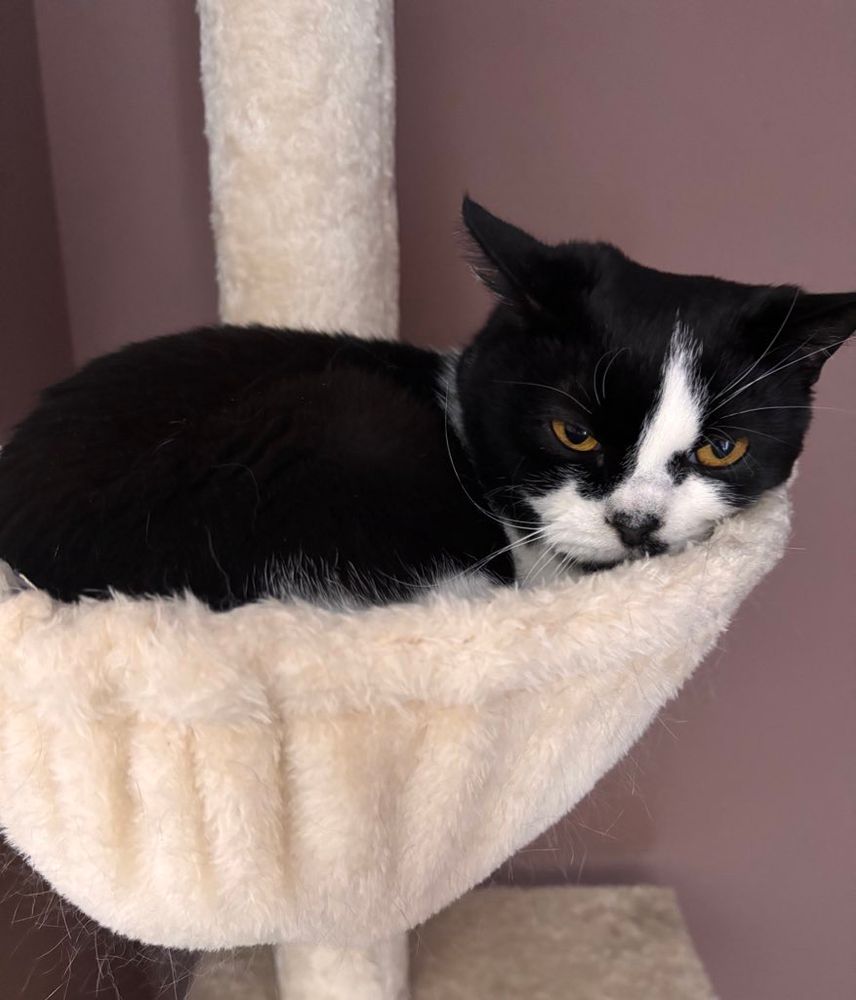 Very disgruntled tuxedo cat in a hammock 