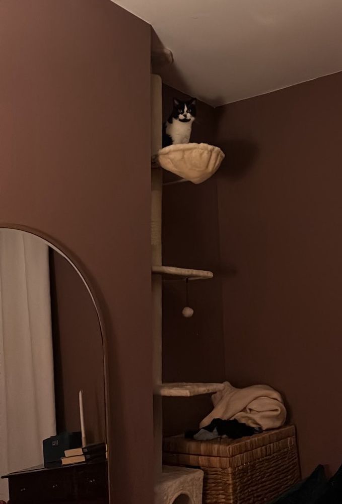 Tuxedo cat staring down from a high cat tower platform