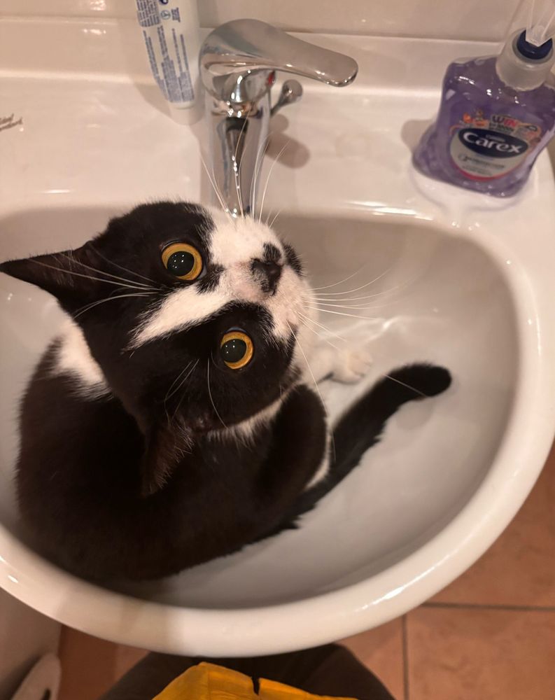 Tuxedo cat in a sink looking up at the camera