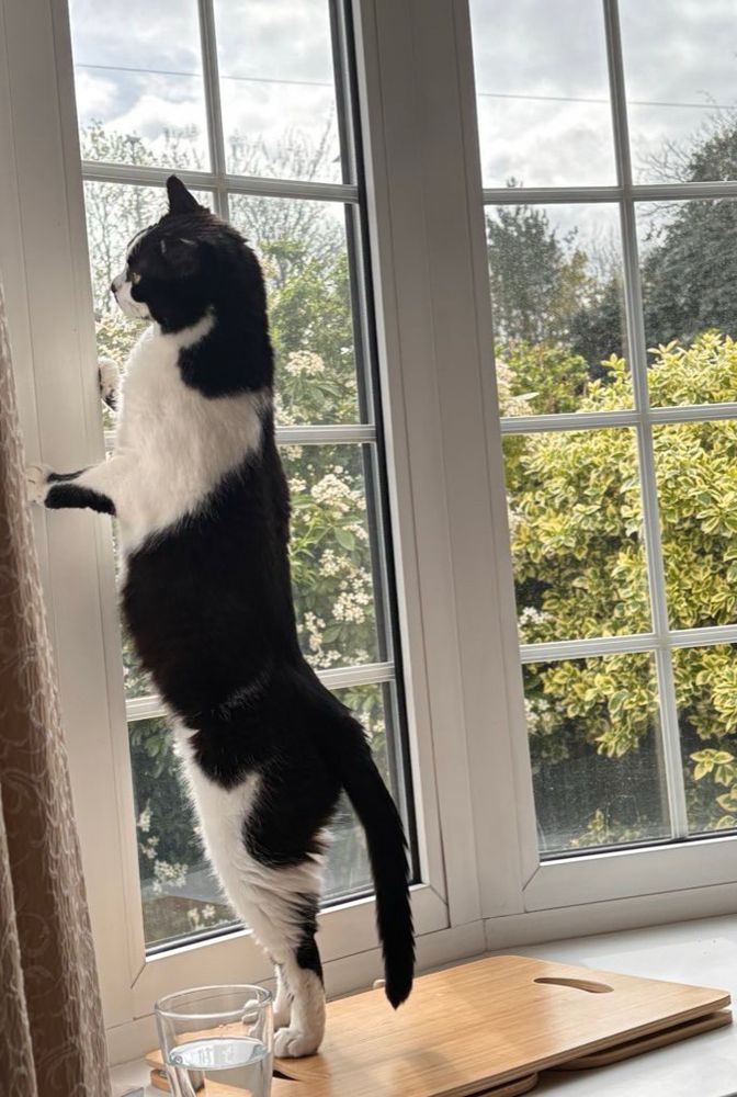 Tuxedo cat stood against a window pane looking out 