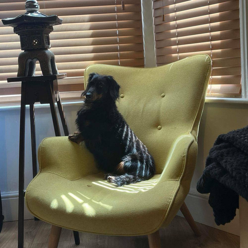 a picture of a black and tan long haired miniature dachshund sat up in a yellow chair. he looks very distinguished 
