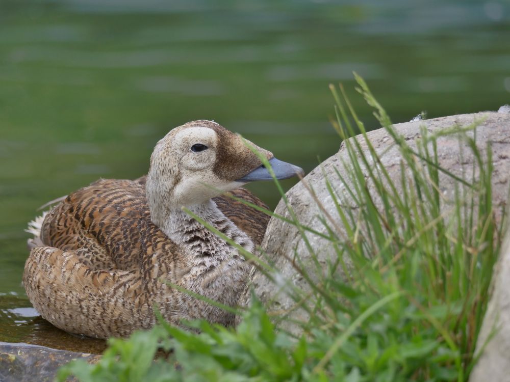 A female spectacled eider, relaxing on the water's edge. She's various shades of mottled brown