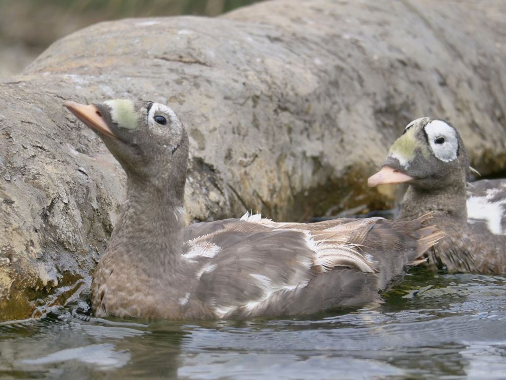 Two male spectacled eiders in a pond, swimming from right to left. Their markings make them look a bit like stones with patches of moss growing on them