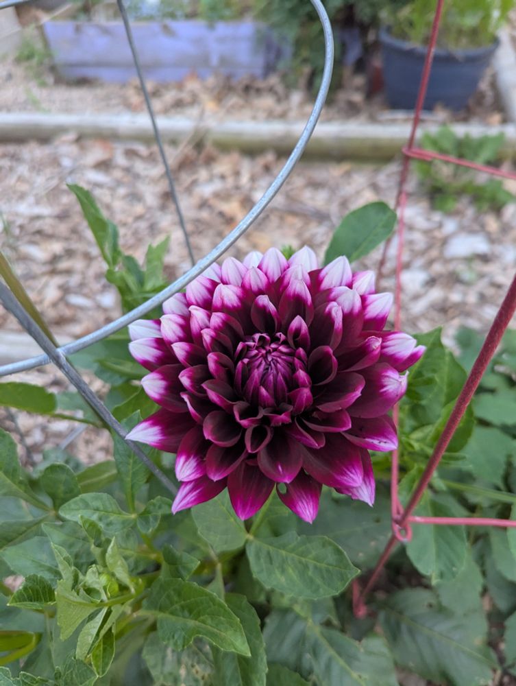 A large purple and pink dahlia bloom.