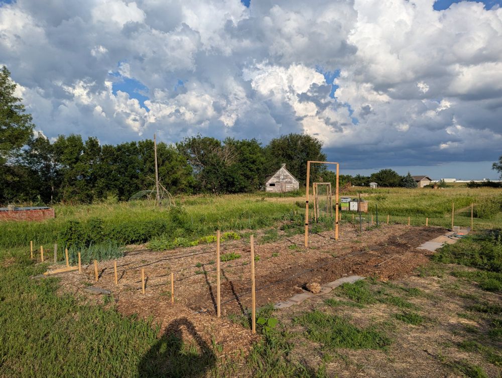 Garden rows, recently established with small plants. 