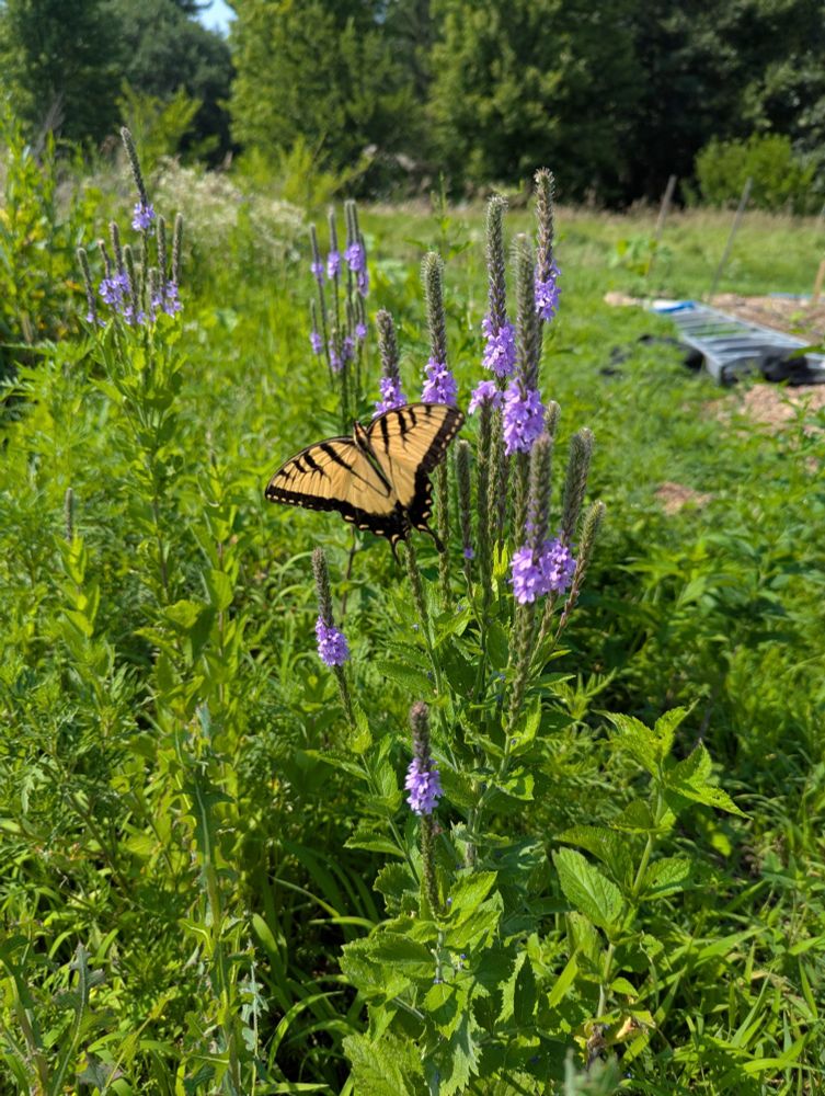 A swallowtail butterfly resting on hoary vervain flowers.