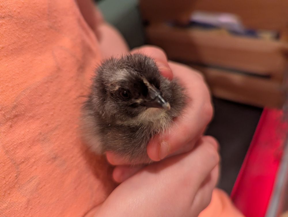 A black and yellow day old chick being held.