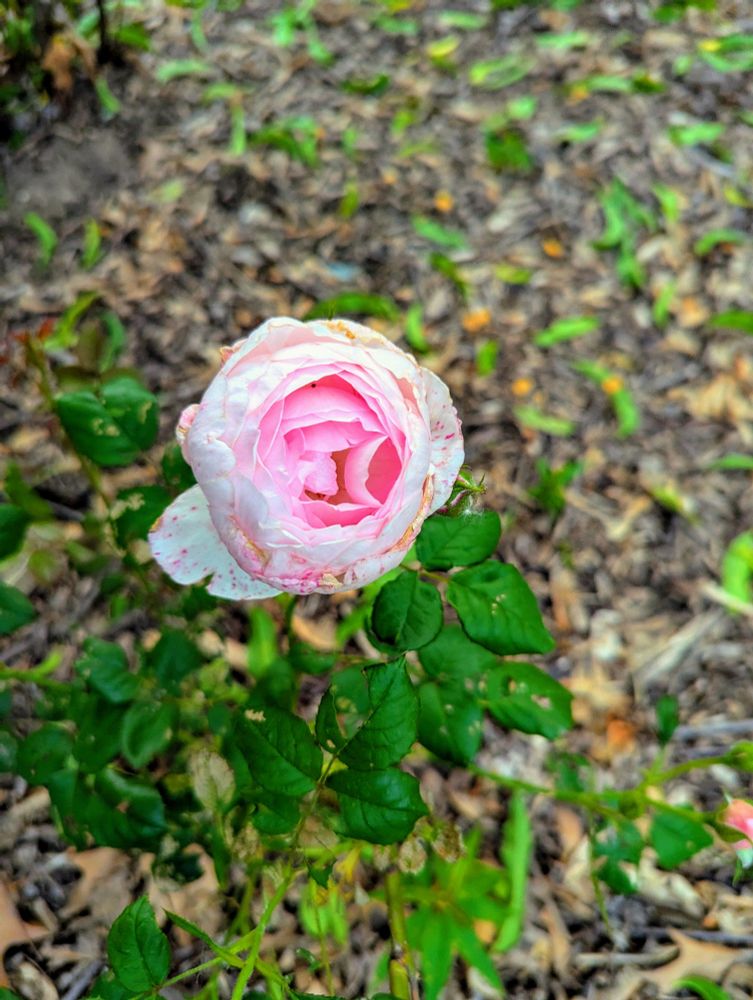 A dense pink rose bloom.