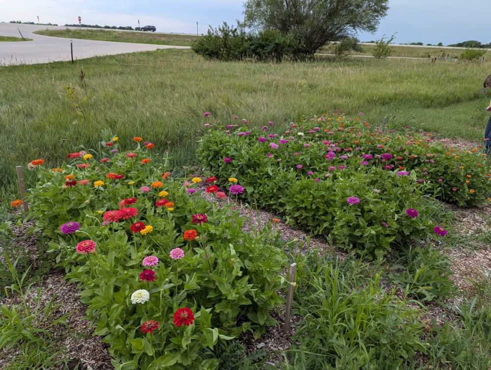 Three rows of colorful zinnias in a field.