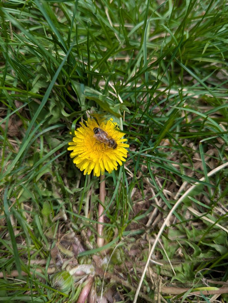 A honeybee on a dandelion flower.
