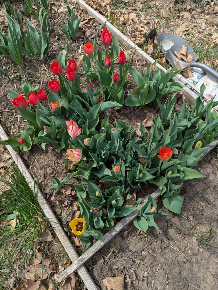 A variety of tulips blooming in a raised garden bed. 